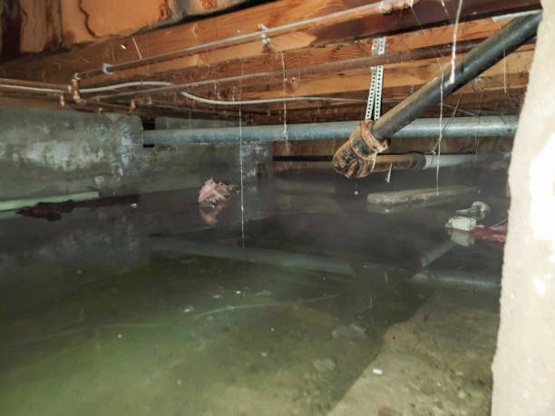 Best Local water damage restoration  in Black Diamond, FL