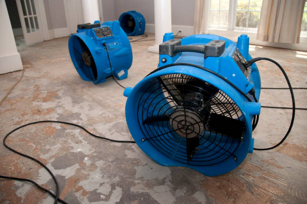 Best Basement water damage restoration  in Black Diamond, FL